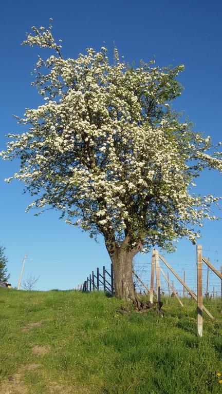 Cascina Longoria Neive